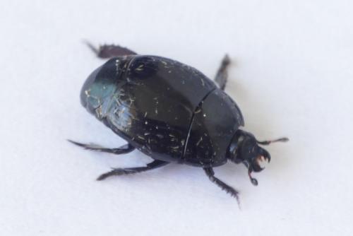 Réf. 253 290 : Margarinotus ignobilis